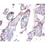 Immunohistochemistry - Anaphase-promoting complex subunit 5 Polyclonal Antibody from Signalway Antibody (42423)