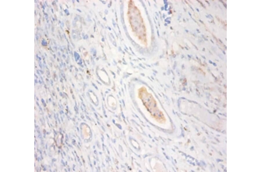 Immunohistochemistry - Creatine kinase U-type,mitochondrial Polyclonal Antibody from Signalway Antibody (42514)