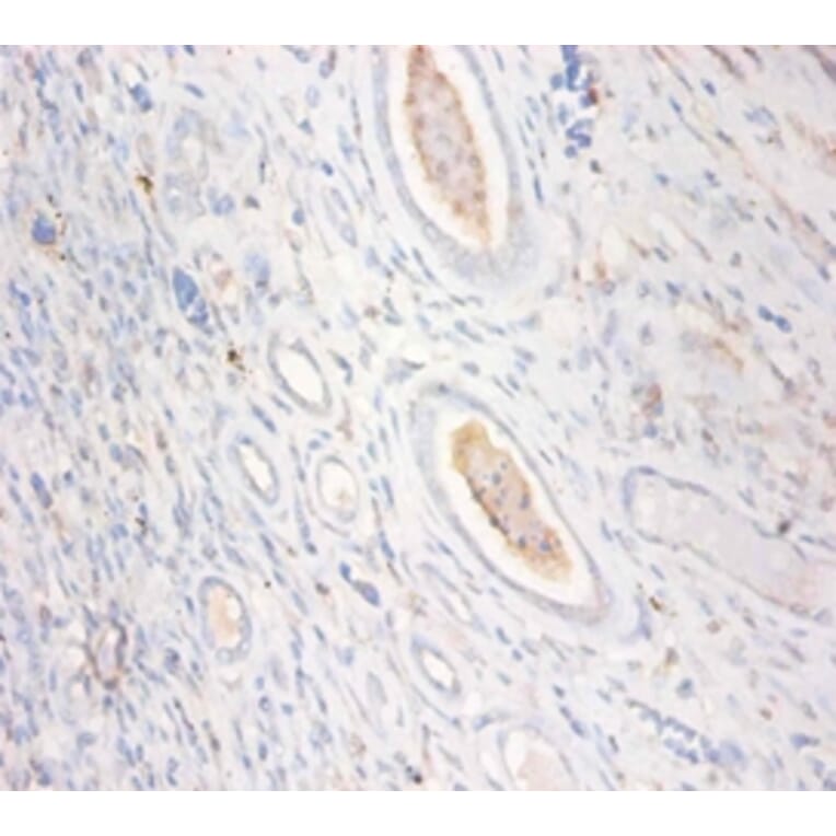 Immunohistochemistry - Creatine kinase U-type,mitochondrial Polyclonal Antibody from Signalway Antibody (42514)
