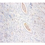 Immunohistochemistry - Creatine kinase U-type,mitochondrial Polyclonal Antibody from Signalway Antibody (42514)
