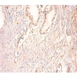 Immunohistochemistry - Creatine kinase U-type,mitochondrial Polyclonal Antibody from Signalway Antibody (42514)