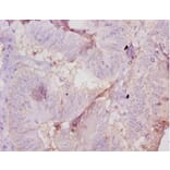 Immunohistochemistry - Muellerian-inhibiting factor Polyclonal Antibody from Signalway Antibody - Antibodies.com