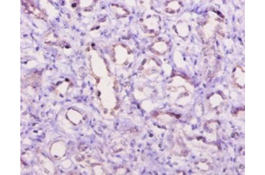 Immunohistochemistry - Complement C5a anaphylatoxin Polyclonal Antibody from Signalway Antibody - Antibodies.com