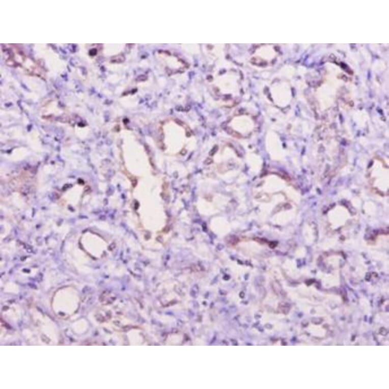 Immunohistochemistry - Complement C5a anaphylatoxin Polyclonal Antibody from Signalway Antibody - Antibodies.com