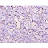 Immunohistochemistry - Complement C5a anaphylatoxin Polyclonal Antibody from Signalway Antibody - Antibodies.com