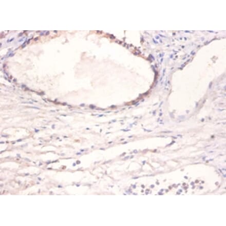 Immunohistochemistry - Bone morphogenetic protein 2 Polyclonal Antibody from Signalway Antibody - Antibodies.com