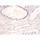 Immunohistochemistry - Bone morphogenetic protein 2 Polyclonal Antibody from Signalway Antibody - Antibodies.com