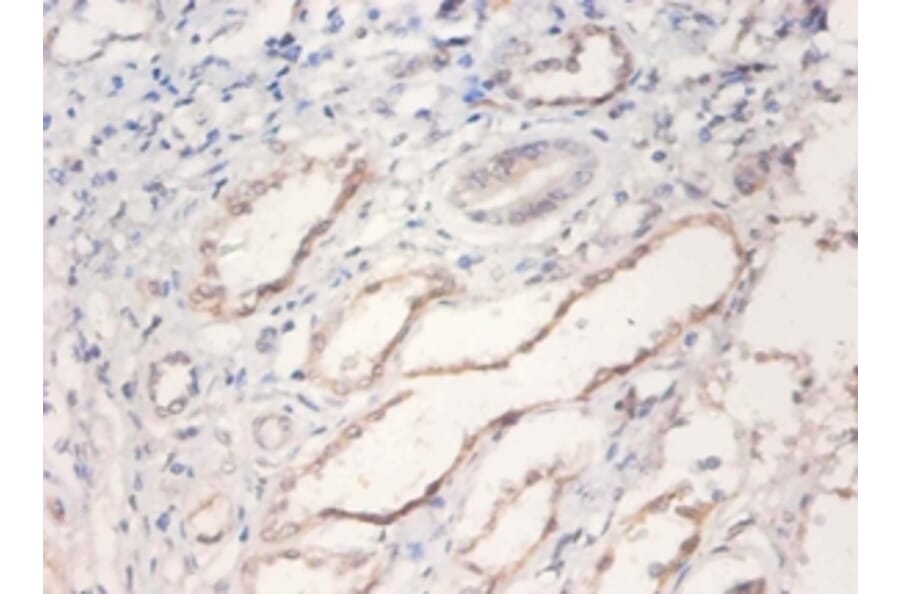 Immunohistochemistry - Bone morphogenetic protein 2 Polyclonal Antibody from Signalway Antibody - Antibodies.com