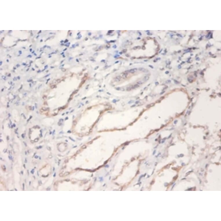 Immunohistochemistry - Bone morphogenetic protein 2 Polyclonal Antibody from Signalway Antibody - Antibodies.com