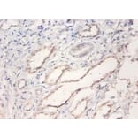 Immunohistochemistry - Bone morphogenetic protein 2 Polyclonal Antibody from Signalway Antibody - Antibodies.com
