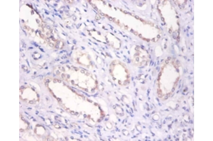 Immunohistochemistry - Bone morphogenetic protein 6 Polyclonal Antibody from Signalway Antibody - Antibodies.com