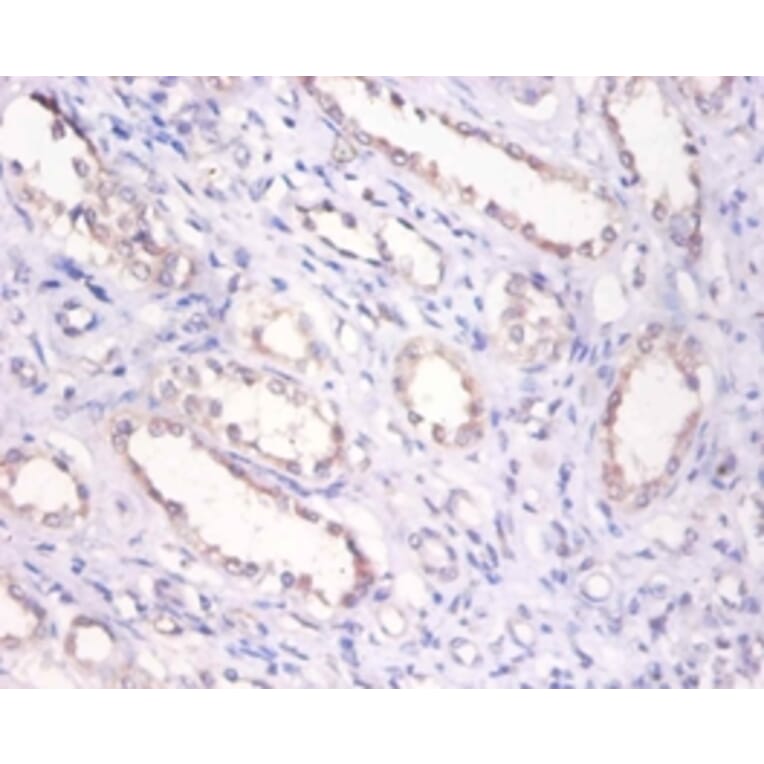 Immunohistochemistry - Bone morphogenetic protein 6 Polyclonal Antibody from Signalway Antibody - Antibodies.com