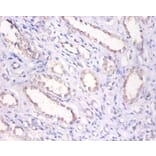 Immunohistochemistry - Bone morphogenetic protein 6 Polyclonal Antibody from Signalway Antibody - Antibodies.com