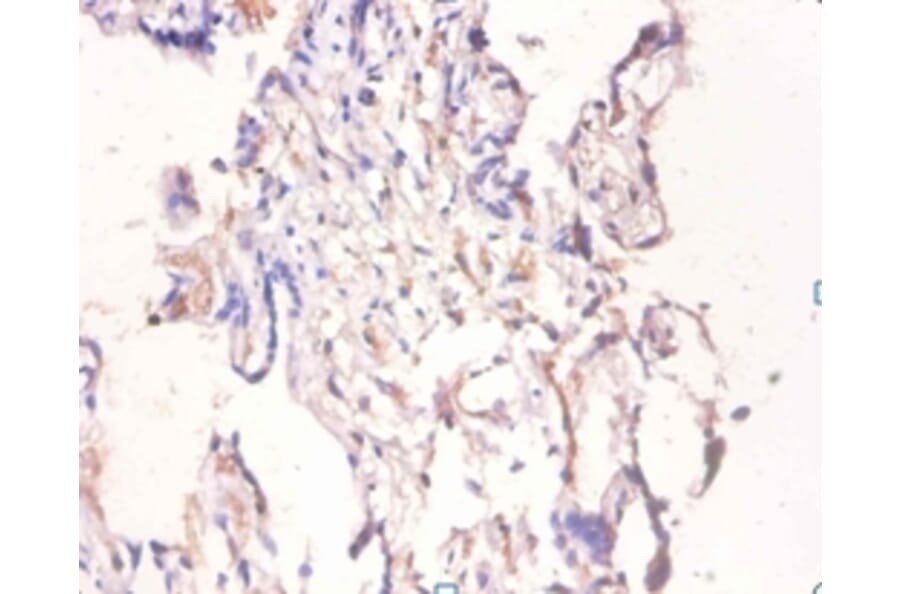Immunohistochemistry - Bone morphogenetic protein 6 Polyclonal Antibody from Signalway Antibody - Antibodies.com