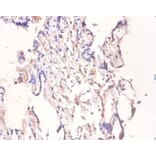 Immunohistochemistry - Bone morphogenetic protein 6 Polyclonal Antibody from Signalway Antibody - Antibodies.com