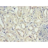 Immunohistochemistry - Nephrin Polyclonal Antibody from Signalway Antibody (42273) - Antibodies.com