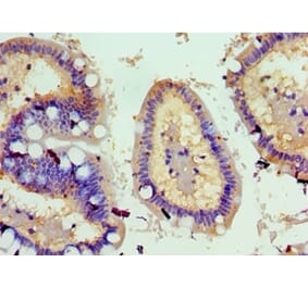 Immunohistochemistry - TNFSF18 Polyclonal Antibody from Signalway Antibody (42693) - Antibodies.com