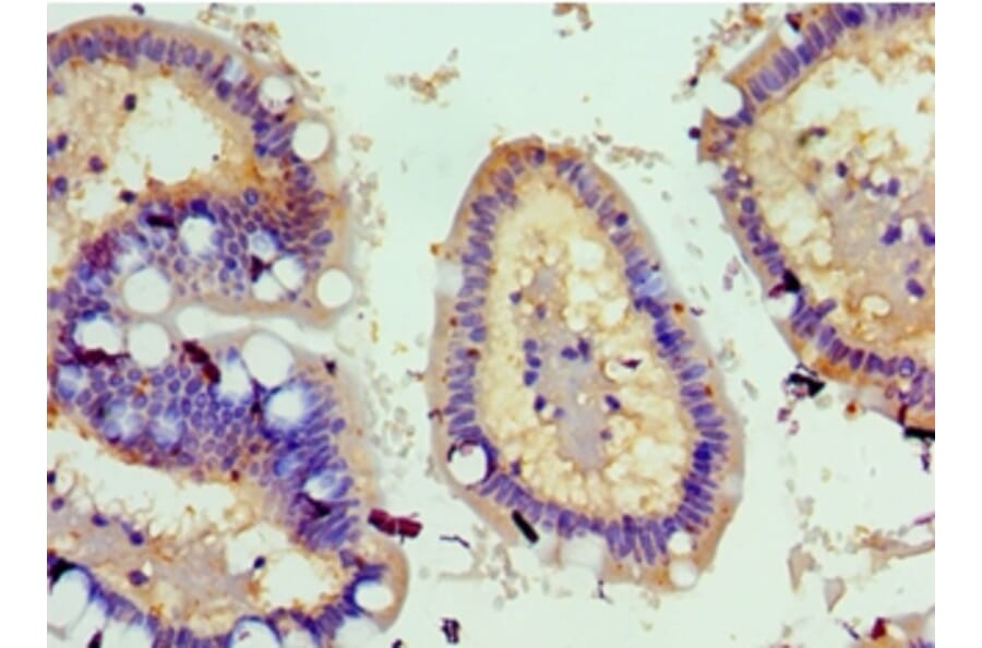 Immunohistochemistry - TNFSF18 Polyclonal Antibody from Signalway Antibody (42693) - Antibodies.com