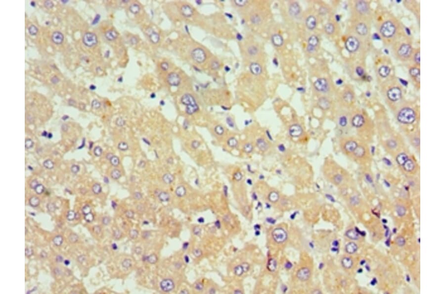 Immunohistochemistry - TNFSF18 Polyclonal Antibody from Signalway Antibody (42693) - Antibodies.com