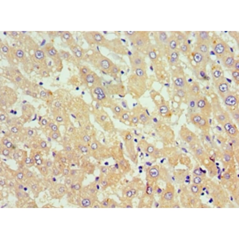 Immunohistochemistry - TNFSF18 Polyclonal Antibody from Signalway Antibody (42693) - Antibodies.com