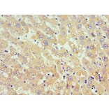 Immunohistochemistry - TNFSF18 Polyclonal Antibody from Signalway Antibody (42693) - Antibodies.com