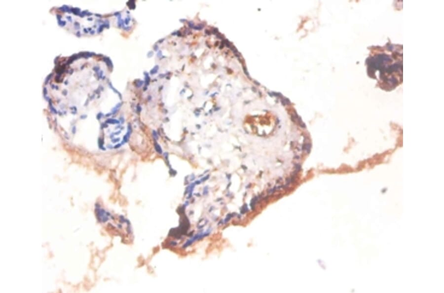 Immunohistochemistry - Heat shock factor-binding protein 1 Polyclonal Antibody from Signalway Antibody (42102)