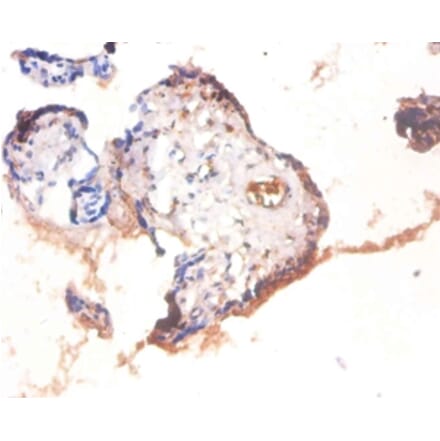 Immunohistochemistry - Heat shock factor-binding protein 1 Polyclonal Antibody from Signalway Antibody (42102)