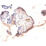 Immunohistochemistry - Heat shock factor-binding protein 1 Polyclonal Antibody from Signalway Antibody (42102)