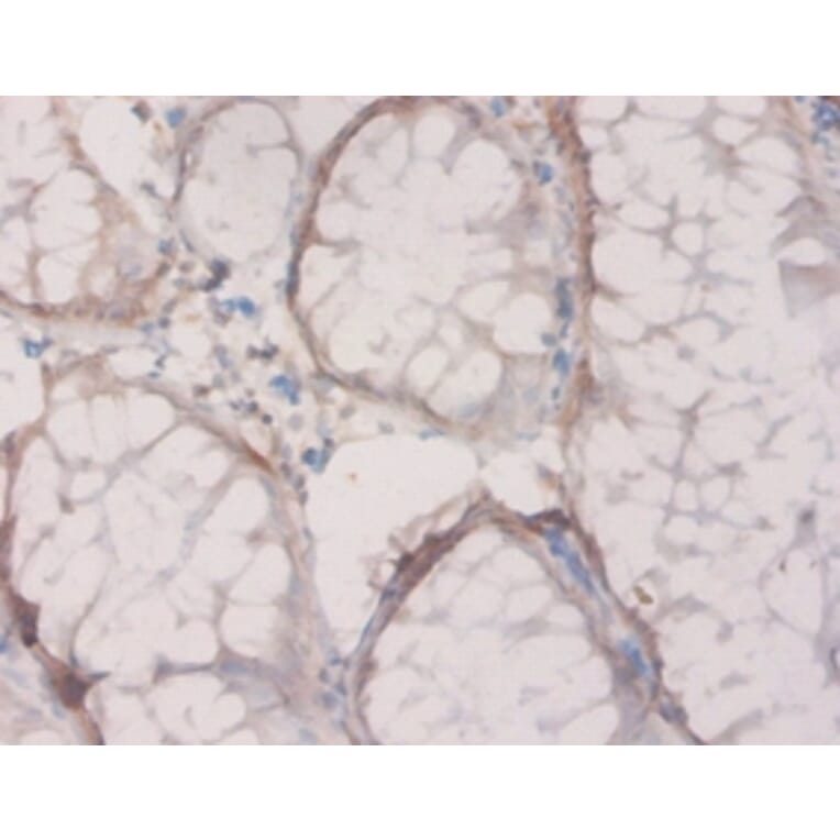 Immunohistochemistry - 4-hydroxyphenylpyruvate dioxygenase Polyclonal Antibody from Signalway Antibody (42213)