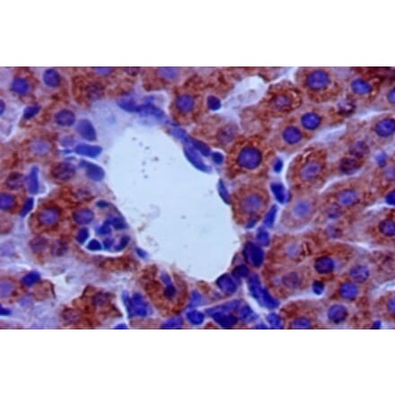 Immunohistochemistry - Amine oxidase [flavin-containing] B Polyclonal Antibody from Signalway Antibody (42247)