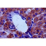 Immunohistochemistry - Amine oxidase [flavin-containing] B Polyclonal Antibody from Signalway Antibody (42247)