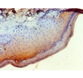 Immunohistochemistry - Regulator of G-protein signaling 20 Polyclonal Antibody from Signalway Antibody (42270)