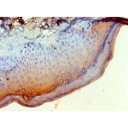 Immunohistochemistry - Regulator of G-protein signaling 20 Polyclonal Antibody from Signalway Antibody (42270)