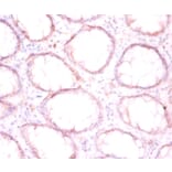 Immunohistochemistry - Protein disulfide-isomerase Polyclonal Antibody from Signalway Antibody - Antibodies.com