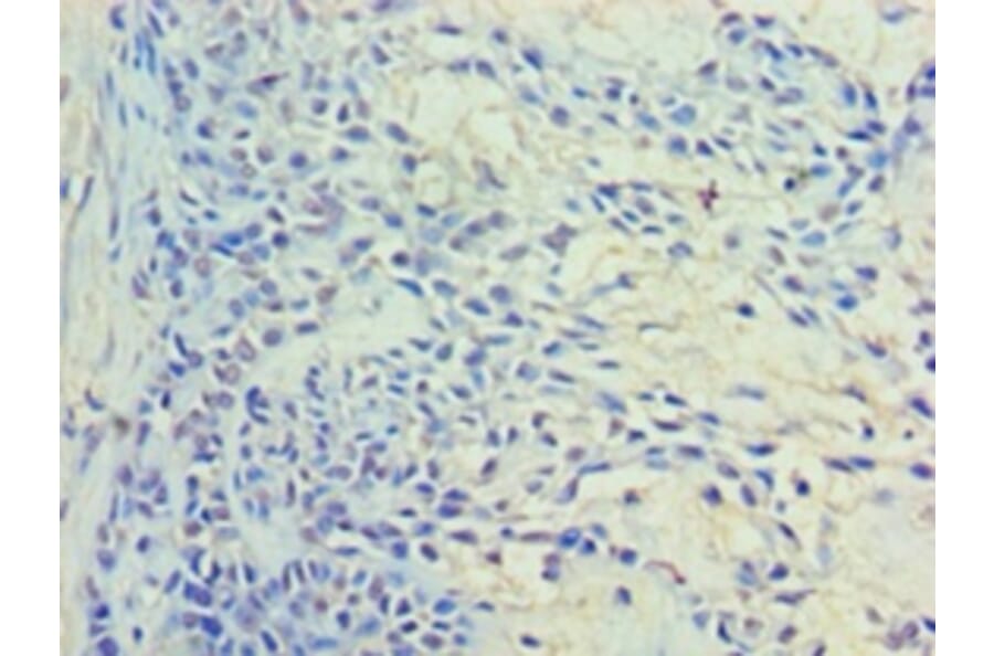 Immunohistochemistry - Ras-related protein Rab-11A Polyclonal Antibody from Signalway Antibody - Antibodies.com