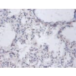Immunohistochemistry - Sulfate anion transporter 1 Polyclonal Antibody from Signalway Antibody - Antibodies.com