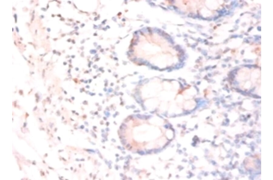 Immunohistochemistry - Ciliary neurotrophic factor Polyclonal Antibody from Signalway Antibody - Antibodies.com