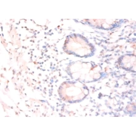 Immunohistochemistry - Ciliary neurotrophic factor Polyclonal Antibody from Signalway Antibody - Antibodies.com