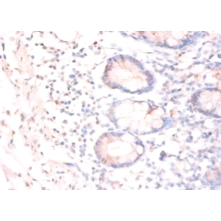 Immunohistochemistry - Ciliary neurotrophic factor Polyclonal Antibody from Signalway Antibody - Antibodies.com