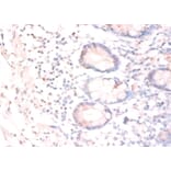 Immunohistochemistry - Ciliary neurotrophic factor Polyclonal Antibody from Signalway Antibody - Antibodies.com