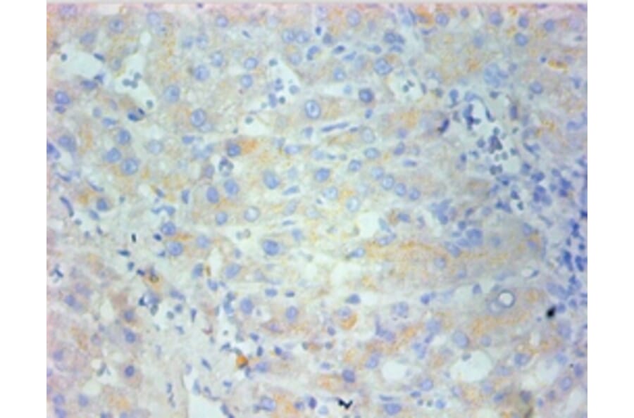 Immunohistochemistry - Nestin Monoclonal Antibody from Signalway Antibody (42024) - Antibodies.com