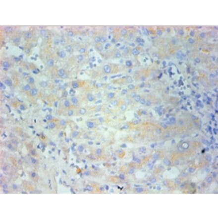 Immunohistochemistry - Nestin Monoclonal Antibody from Signalway Antibody (42024) - Antibodies.com