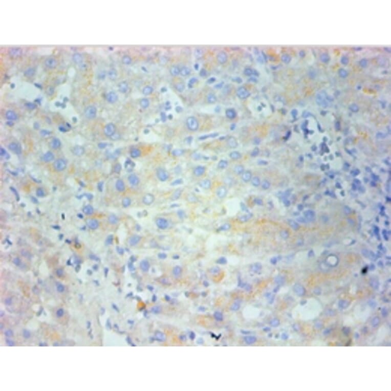 Immunohistochemistry - Nestin Monoclonal Antibody from Signalway Antibody (42024) - Antibodies.com