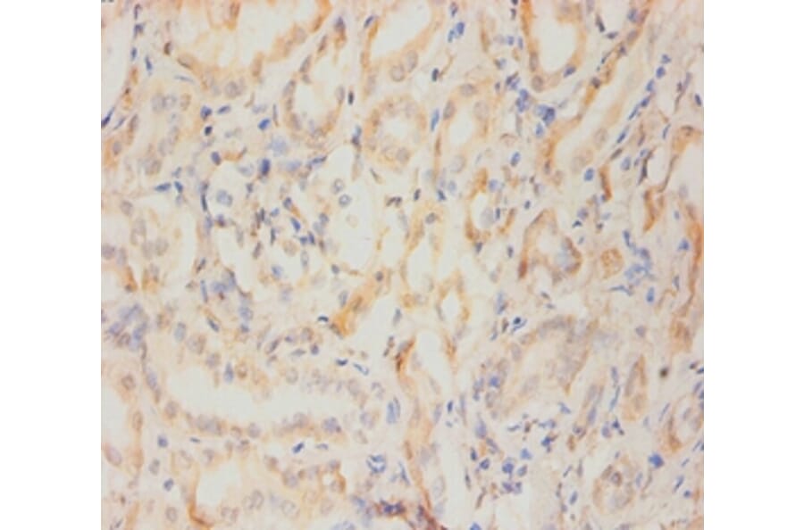 Immunohistochemistry - Nestin Monoclonal Antibody from Signalway Antibody (42024) - Antibodies.com