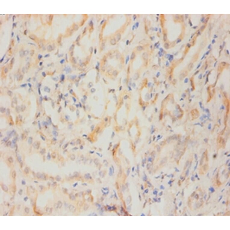Immunohistochemistry - Nestin Monoclonal Antibody from Signalway Antibody (42024) - Antibodies.com