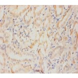 Immunohistochemistry - Nestin Monoclonal Antibody from Signalway Antibody (42024) - Antibodies.com