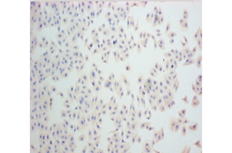 Immunohistochemistry - Nestin Monoclonal Antibody from Signalway Antibody (42024) - Antibodies.com
