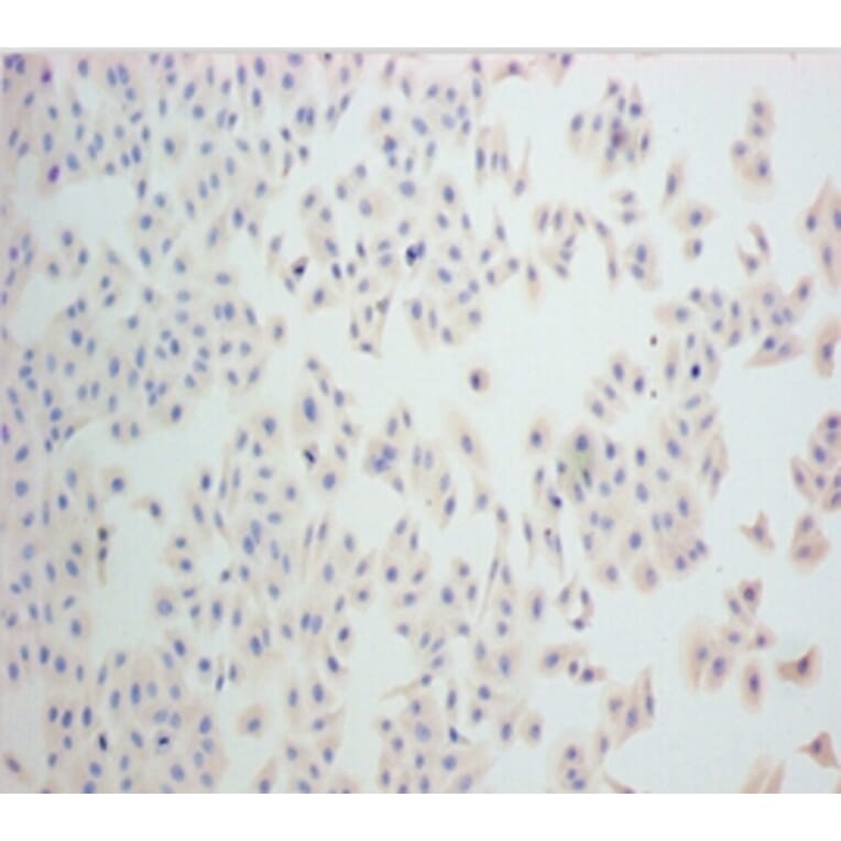 Immunohistochemistry - Nestin Monoclonal Antibody from Signalway Antibody (42024) - Antibodies.com