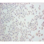Immunohistochemistry - Nestin Monoclonal Antibody from Signalway Antibody (42024) - Antibodies.com