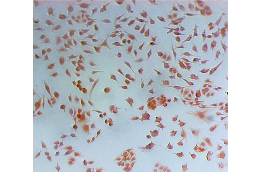 Immunohistochemistry - Nestin Monoclonal Antibody from Signalway Antibody (42024) - Antibodies.com
